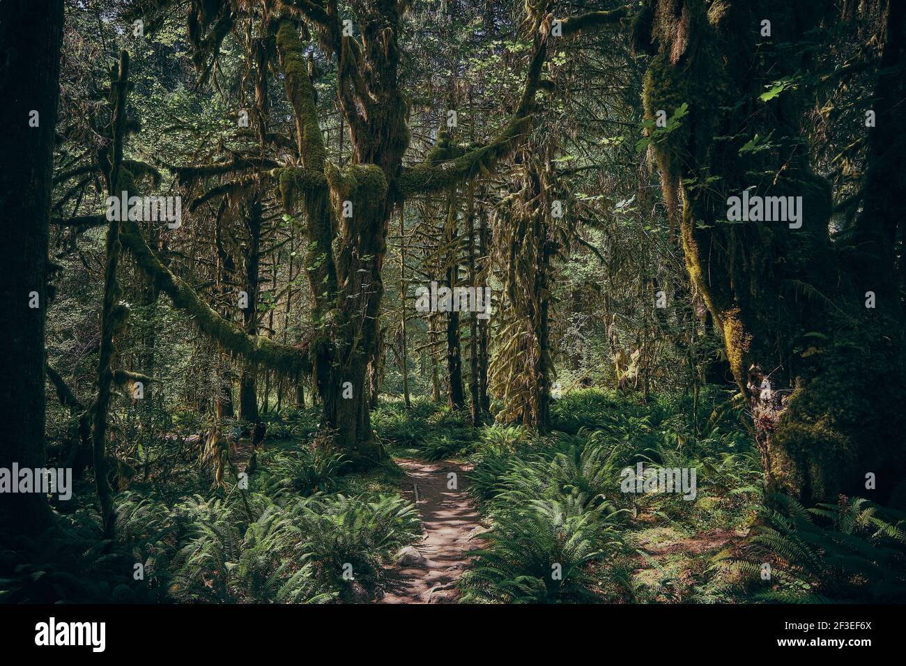 Moss covered tree hoh rainforest hi-res stock photography and images ...
