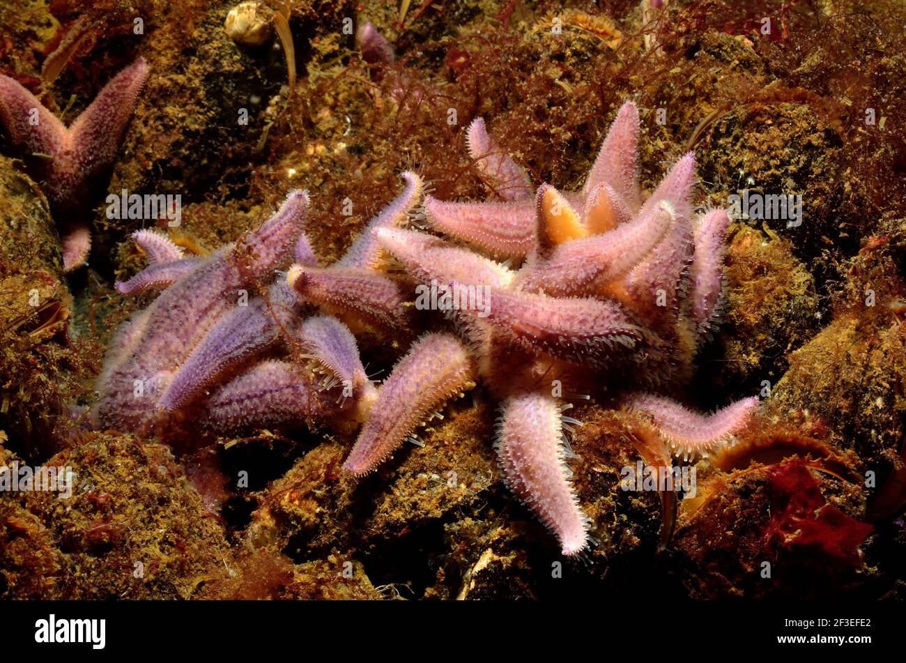 Asterias rubens, Gemeiner Seestern, common starfish, Eckernförde ...