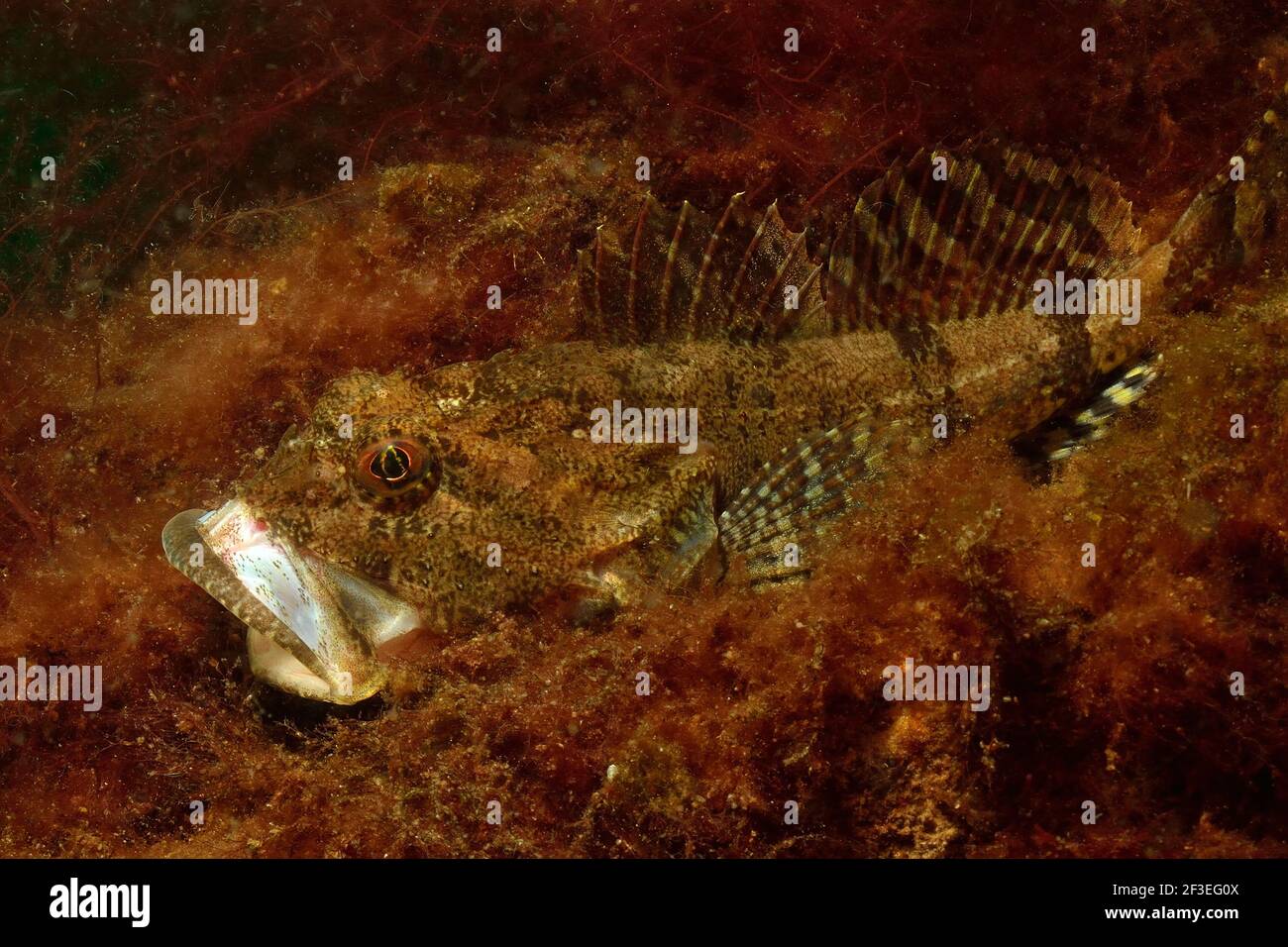 Myoxocephalus scorpius, shorthorn sculpin, bull-rout, Seeskorpion, Eckernförde, Deutschland, germany, Ostsee, baltic sea Stock Photo