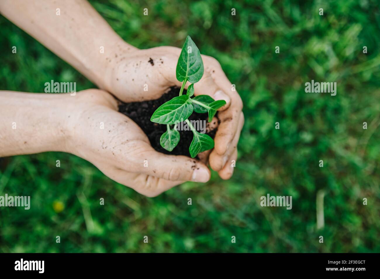 Close up man holding young plant in hands against spring green background. Fresh spring garden concept. Selective focus view from above Stock Photo