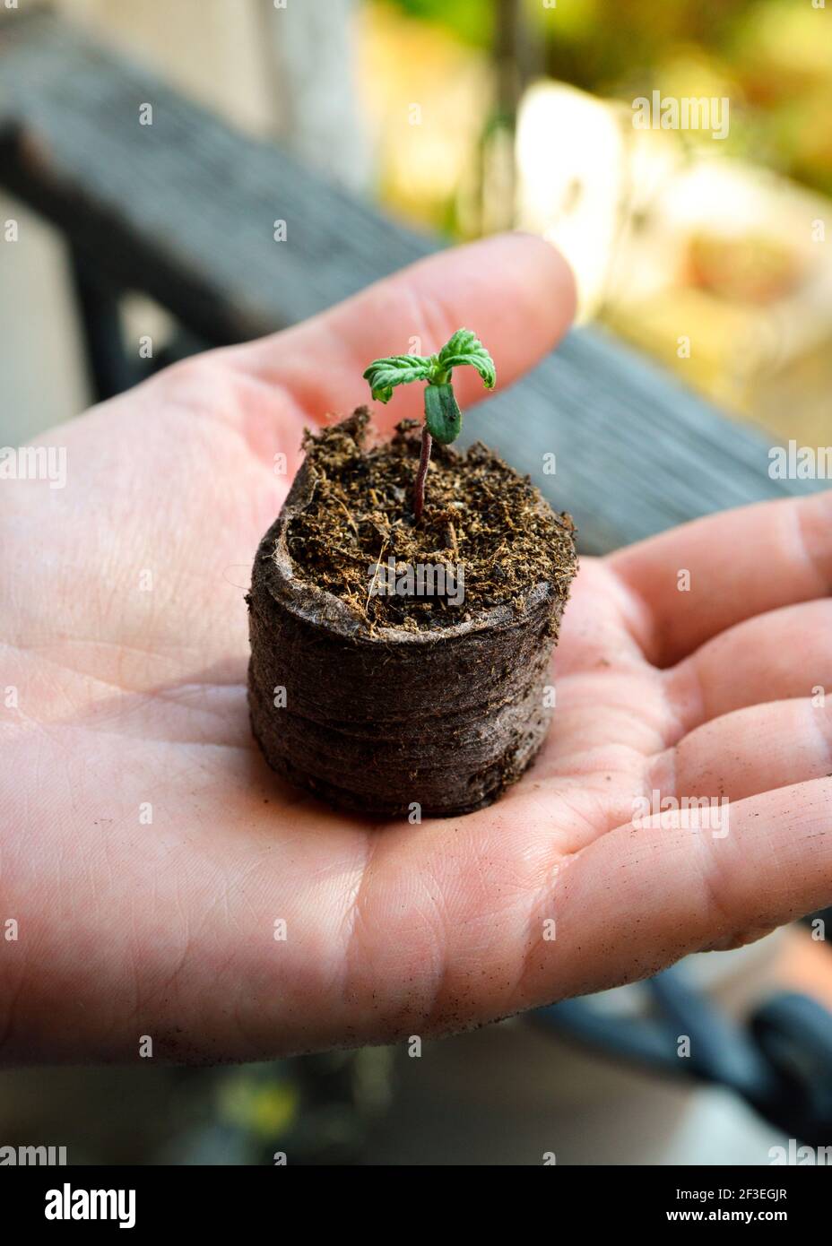 Plant shoot emerging from a peat tablet in a hand Stock Photo