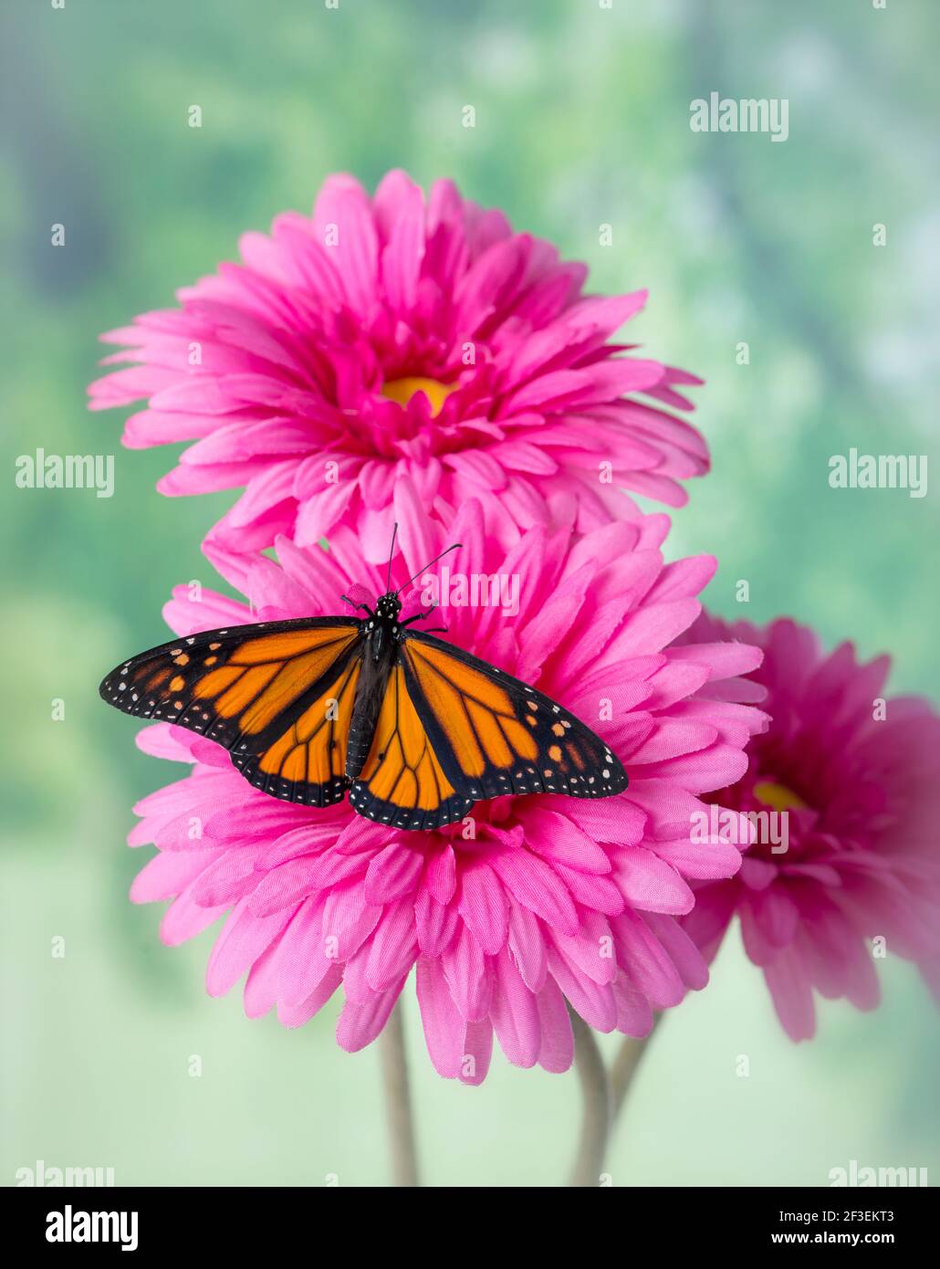 Monarch Butterfly with wings spread, on a pink artifical gerbera daisy flower Stock Photo