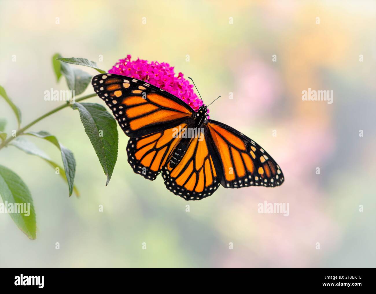 Macro of a Monarch butterfly / danaus plexippus with wings spread ...