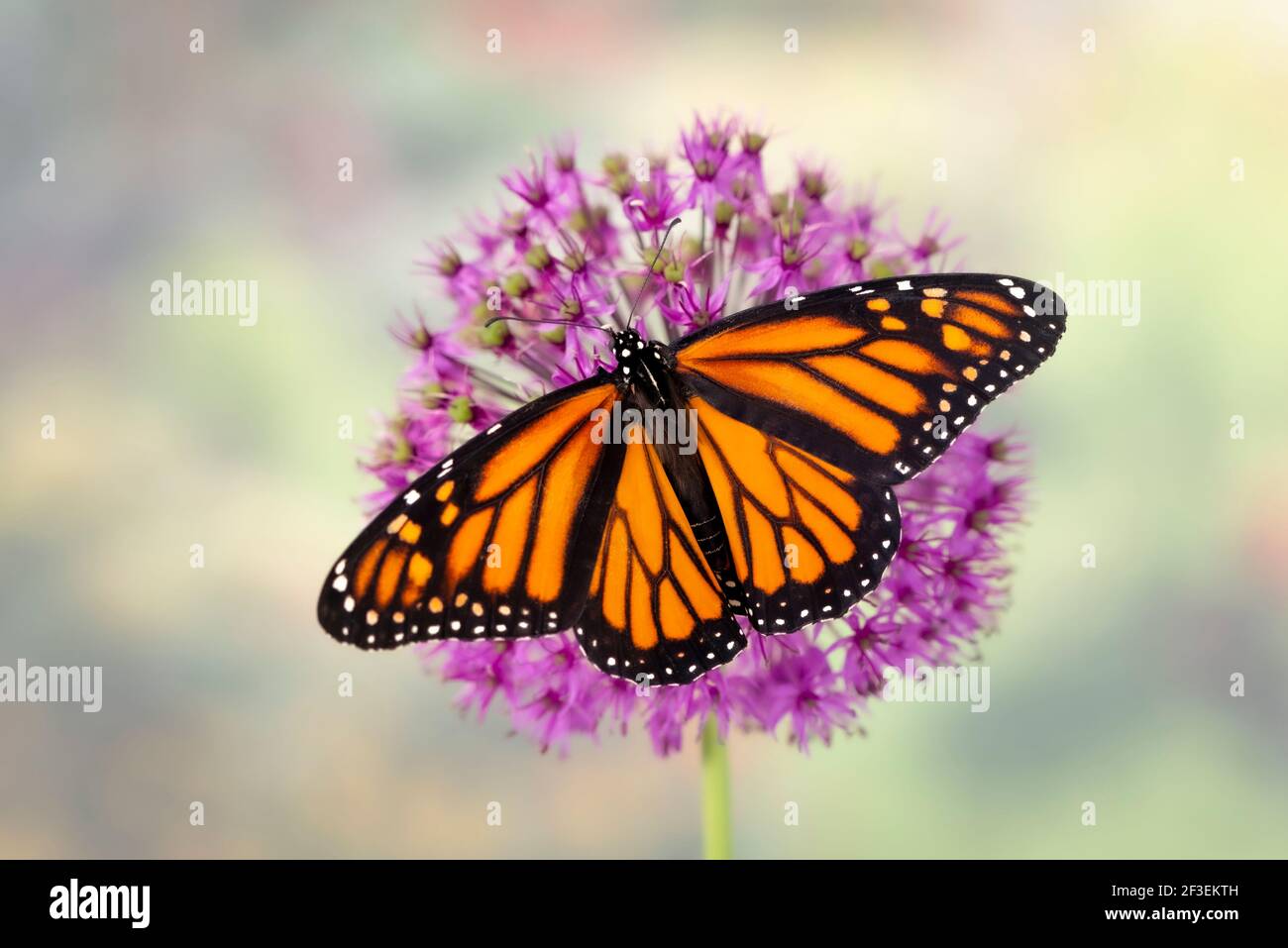 Macro of a monarch butterfly / danaus plexippus with spread wings on a ...