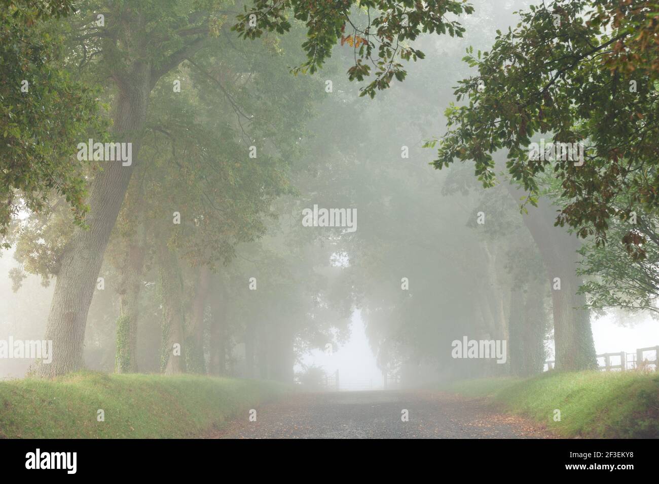 Avenue of oaks, Alley coverd in fog at an autumn morning in Calvados France Stock Photo