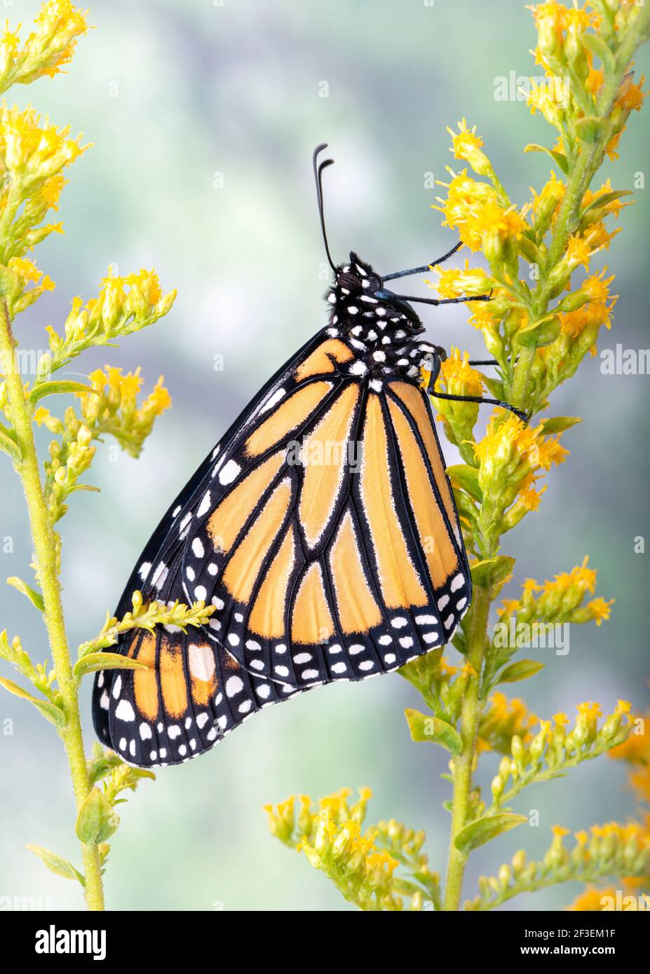 Macro - Side view of a Monarch butterfly / danaus plexippus resting on ...