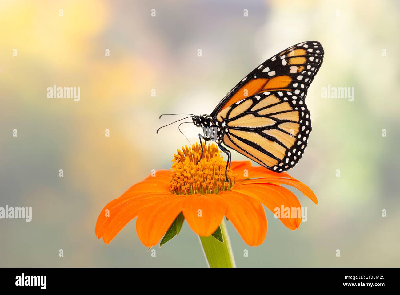 Macro side view of a Monarch butterfly / danaus plexippus feeding on a ...