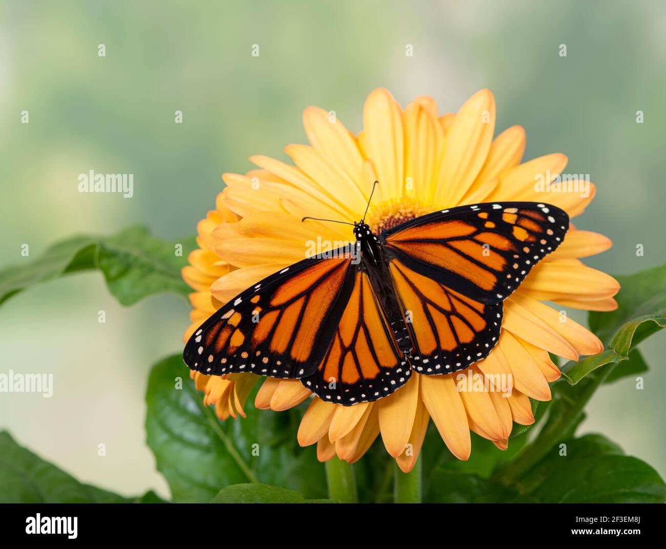 Macro view of a monarch butterfly / danaus plexippus with spread wings ...