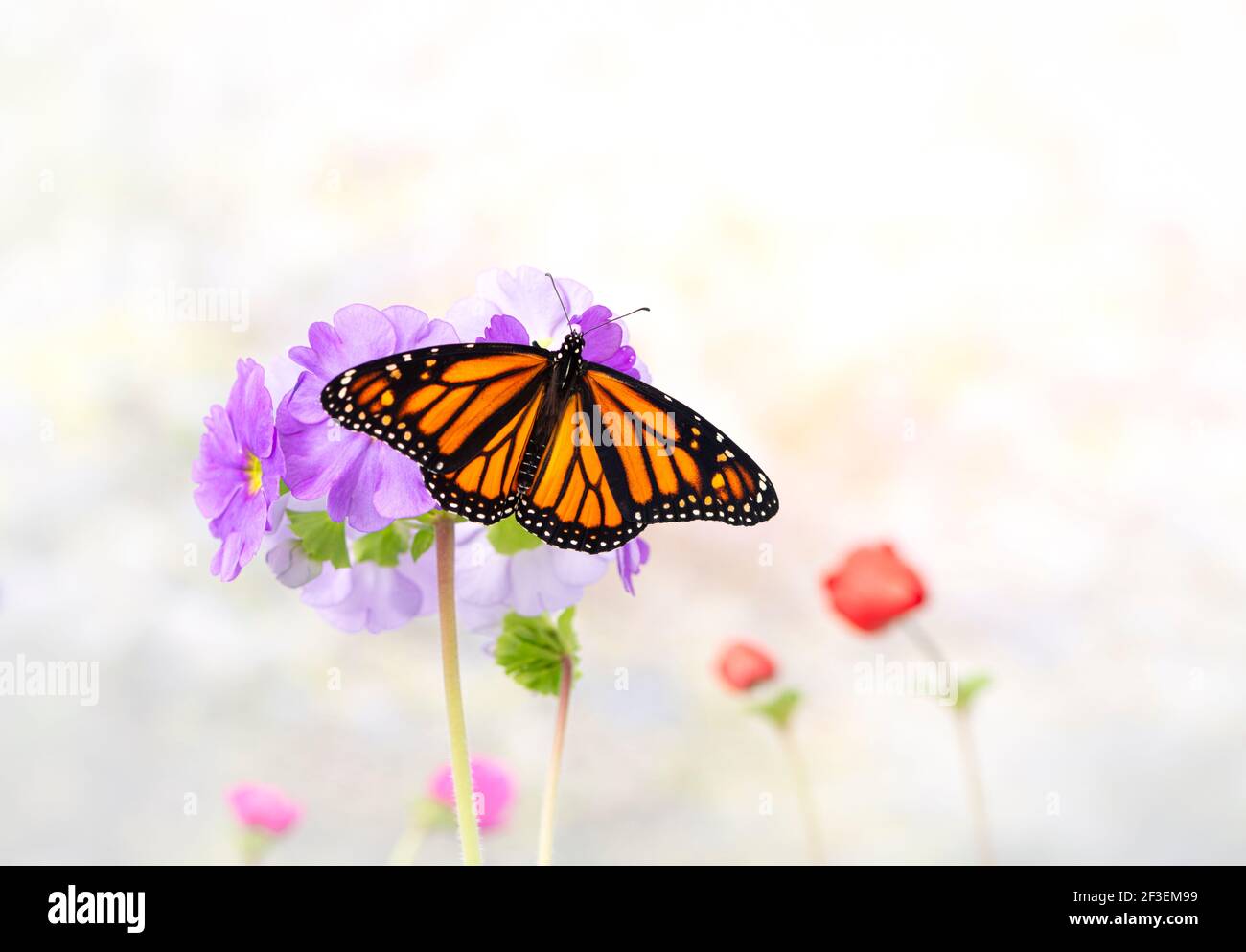 A monarch butterfly / danaus plexippus with spread wings on a soft background of colorful flowers Stock Photo