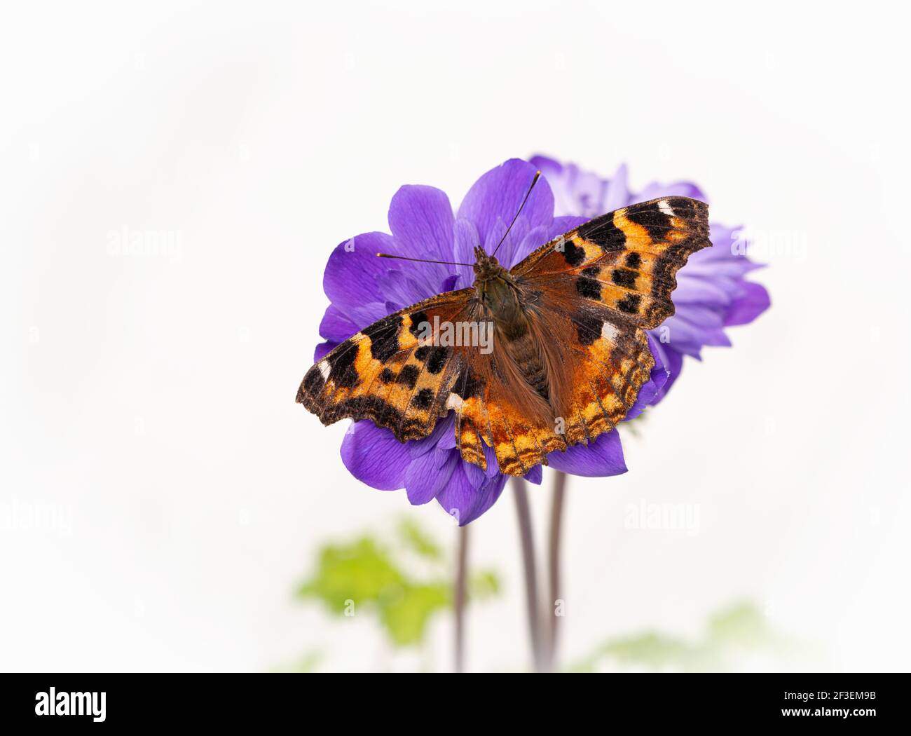 Macro of a tortoiseshell butterfly resting on a purple anemone flower, on a white floral background Stock Photo
