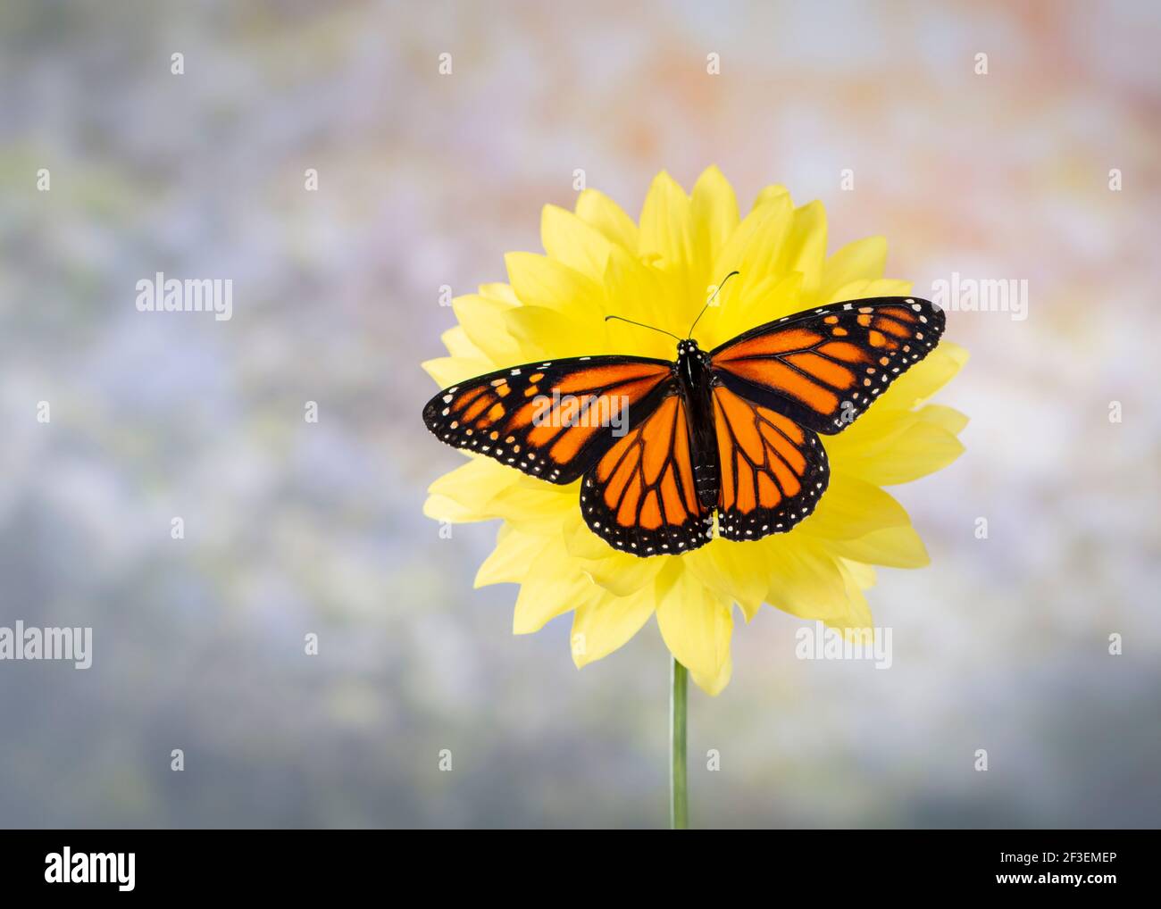 Macro of a monarch butterfly / danaus plexippus with spread wings on a ...