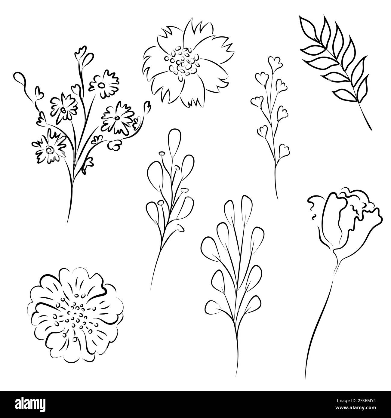 Sketch Floral Botany set. Flower and leaf drawings. Black and white with line art on white