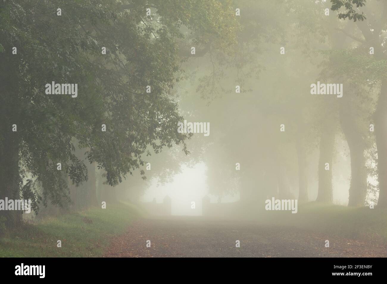 Avenue of oaks in the fog at a stud farm in Normandy, France. Stock Photo