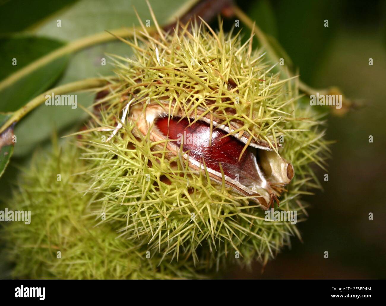 Close up of a Spanish chestnut, sweet chestnut (Castanea sativa), fruit on a tree Stock Photo