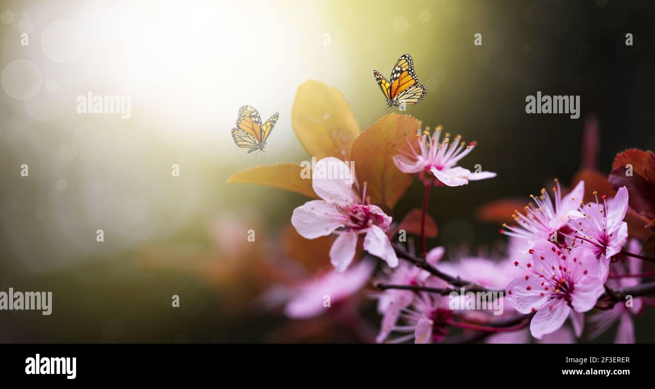 Butterflies in japan hi-res stock photography and images - Alamy