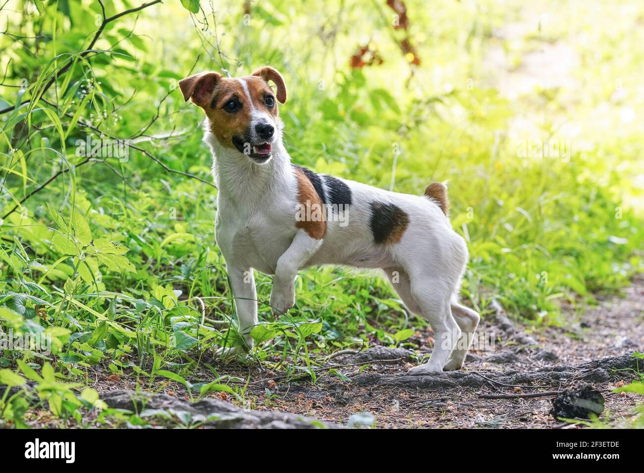 Jack russell store legs