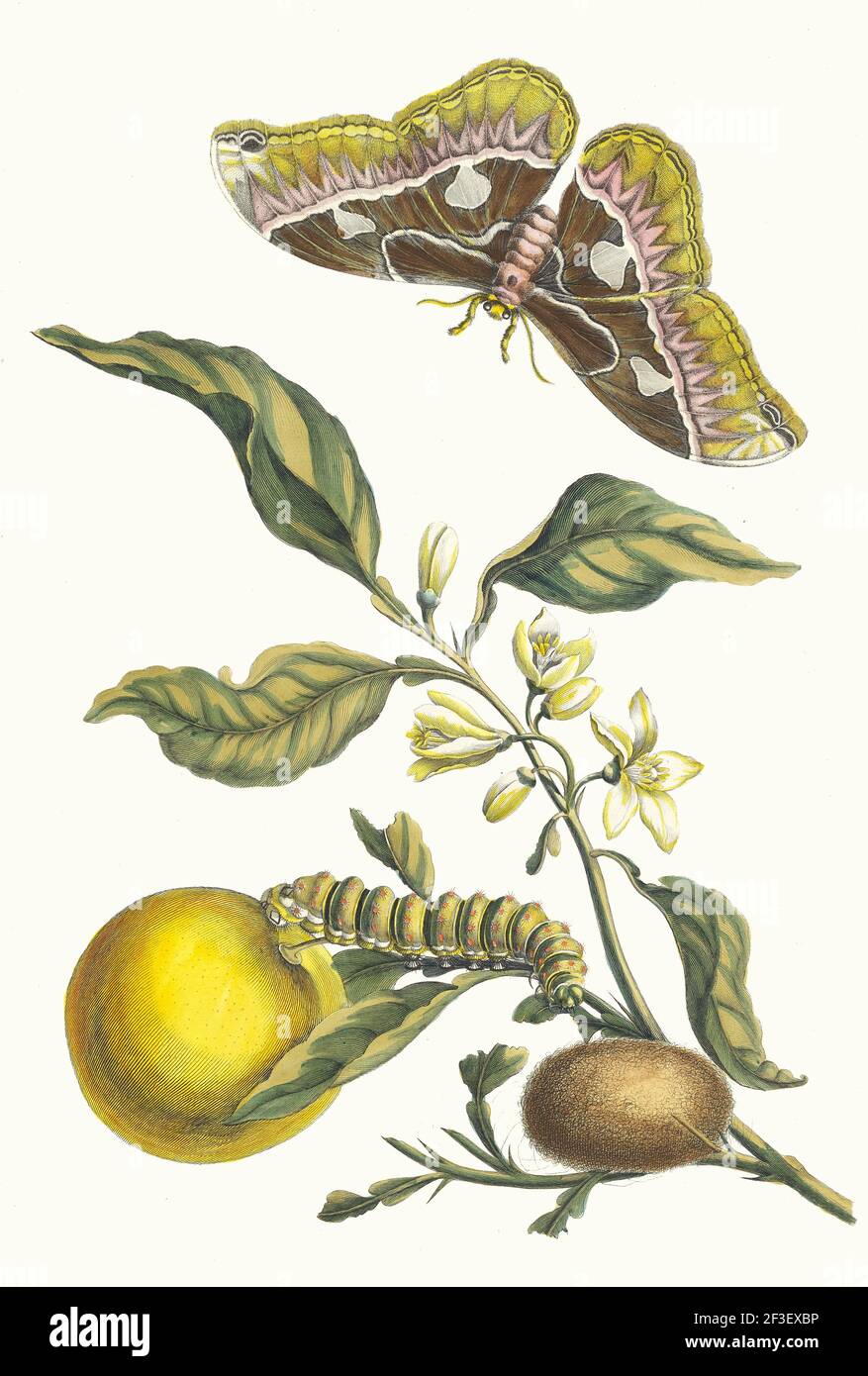 Oranger. From the Book Metamorphosis insectorum Surinamensium, 1705. Private Collection. Stock Photo