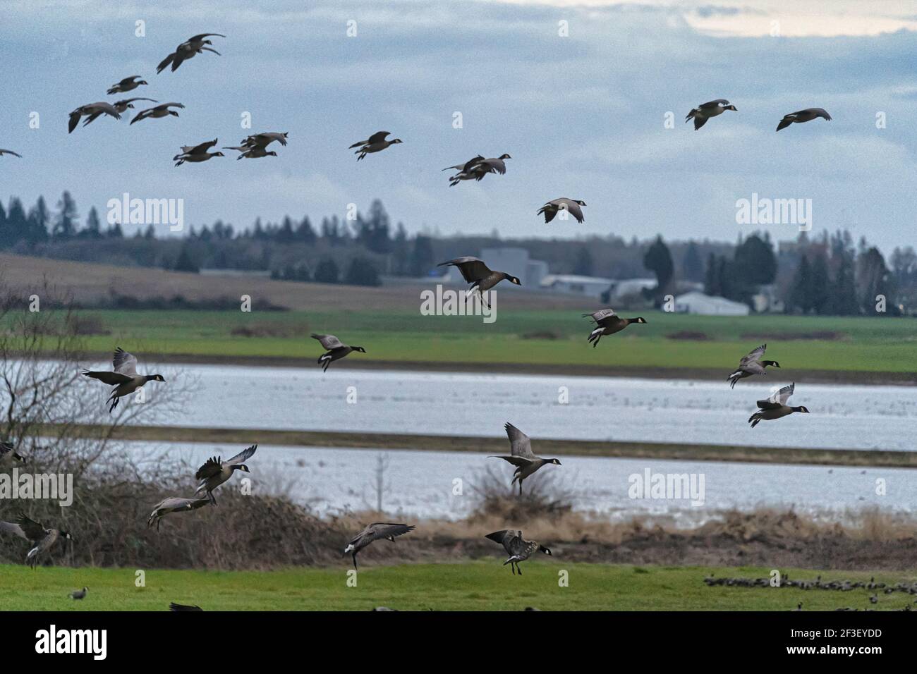 Canadian geese take flight in a wildlife preserve Stock Photo
