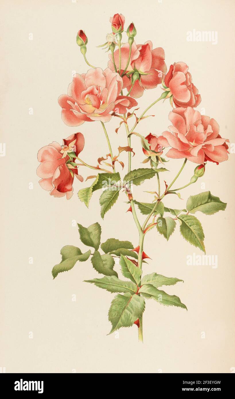 Illustration from The genus rosa by Ellen Willmott, 1914. Private Collection. Stock Photo