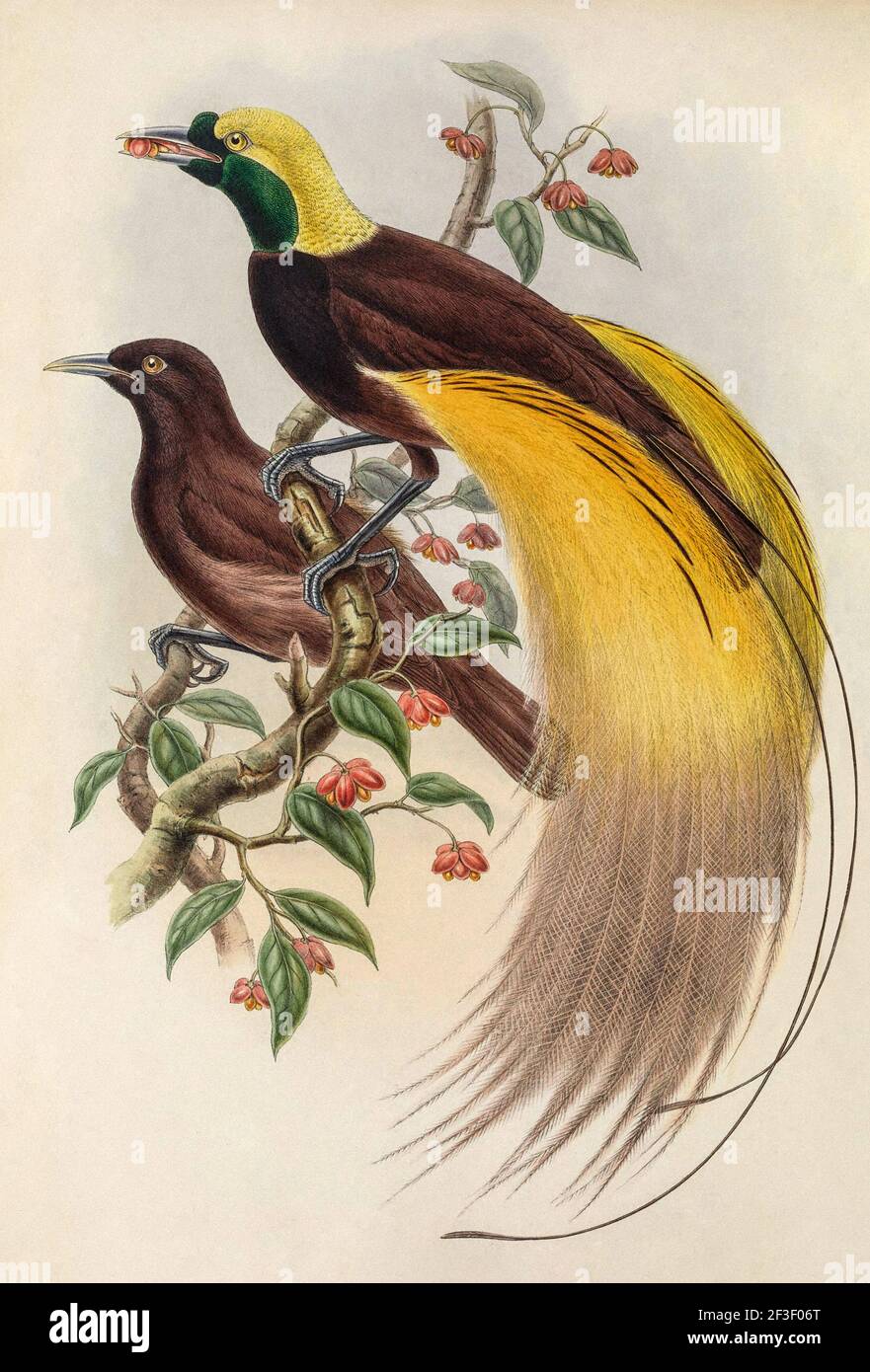 Old 19th century color lithography illustration. Greater bird of paradise (Paradisaea apoda) by John Gould and W. Hart 1875 Stock Photo