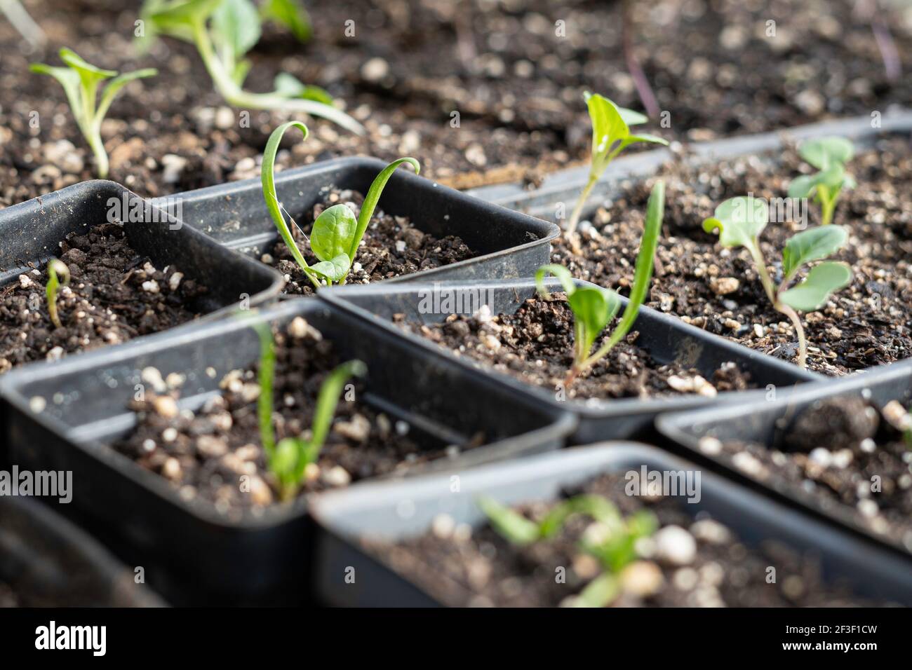 potted spring spinach starts in a greenhouse Stock Photo