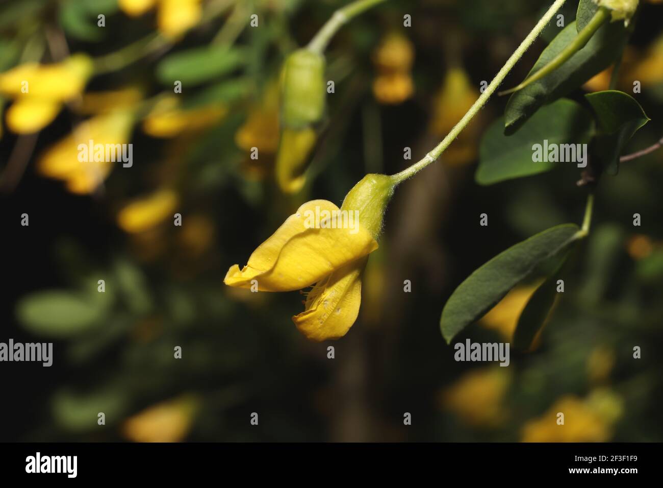 close up of a blooming caragana plant in a garden Stock Photo