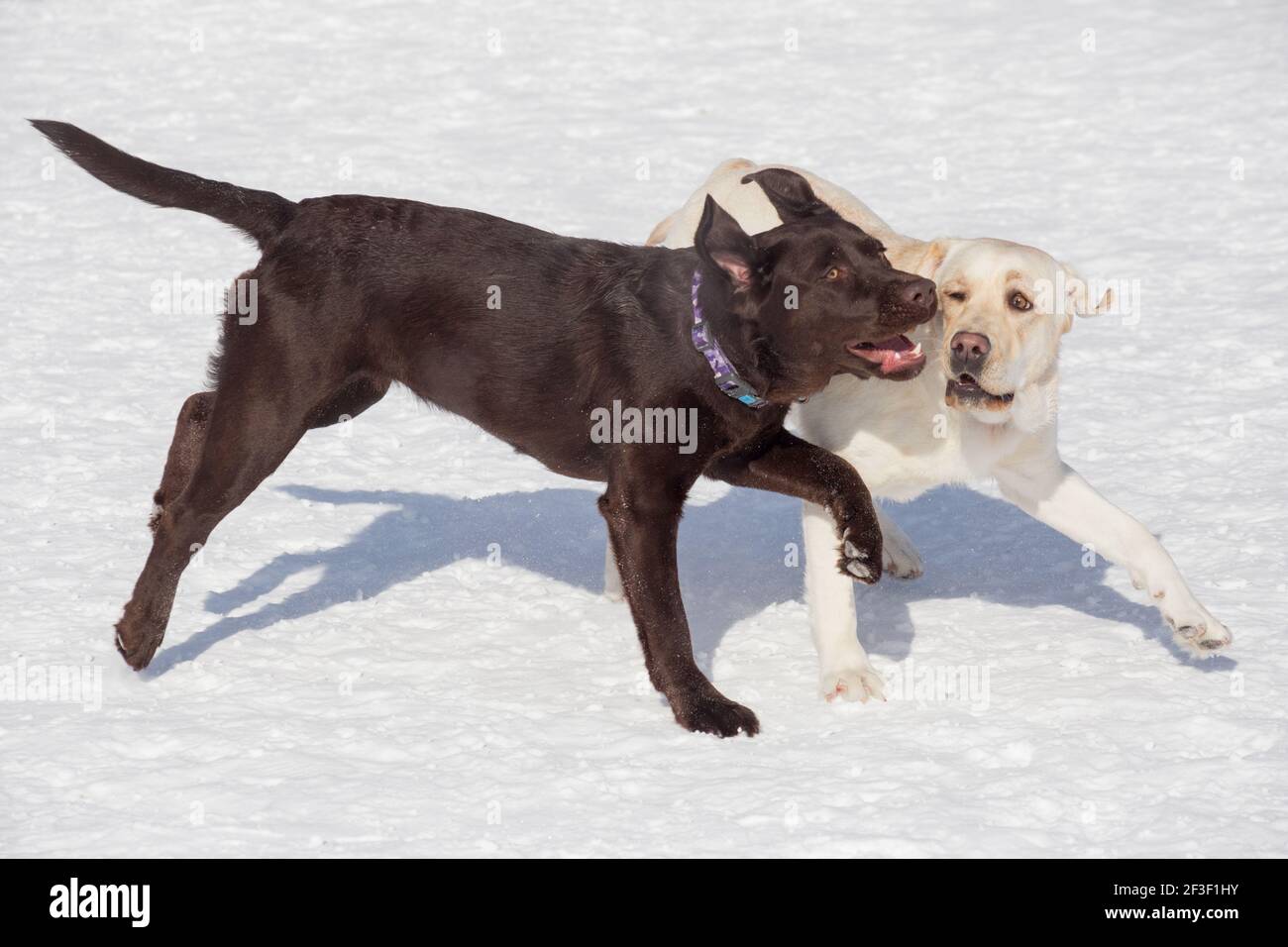 Two labrador retrievers are playing on white snow in the winter park. Pet animals. Purebred dog. Stock Photo