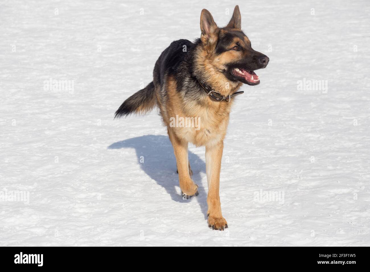 Cute german shepherd dog puppy is walking on white snow in the winter park. Pet animals. Purebred dog. Stock Photo