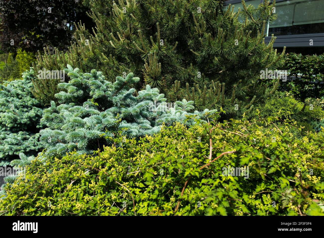 Various types of conifers decorate the garden. Landscape design Stock Photo