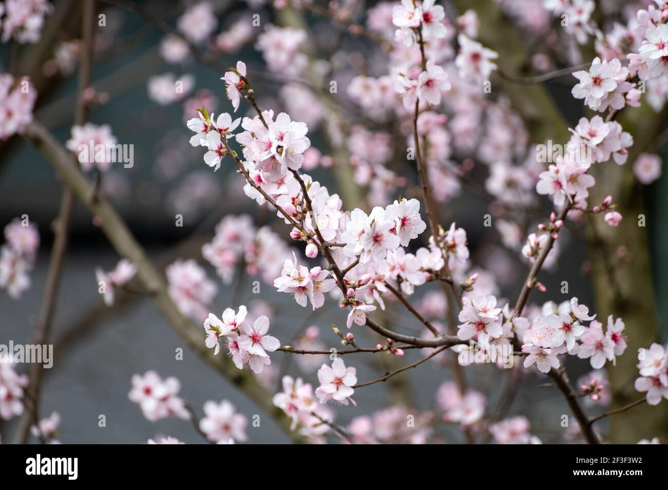 Spring blossom of pink sakura cherry tree in Japan Stock Photo - Alamy
