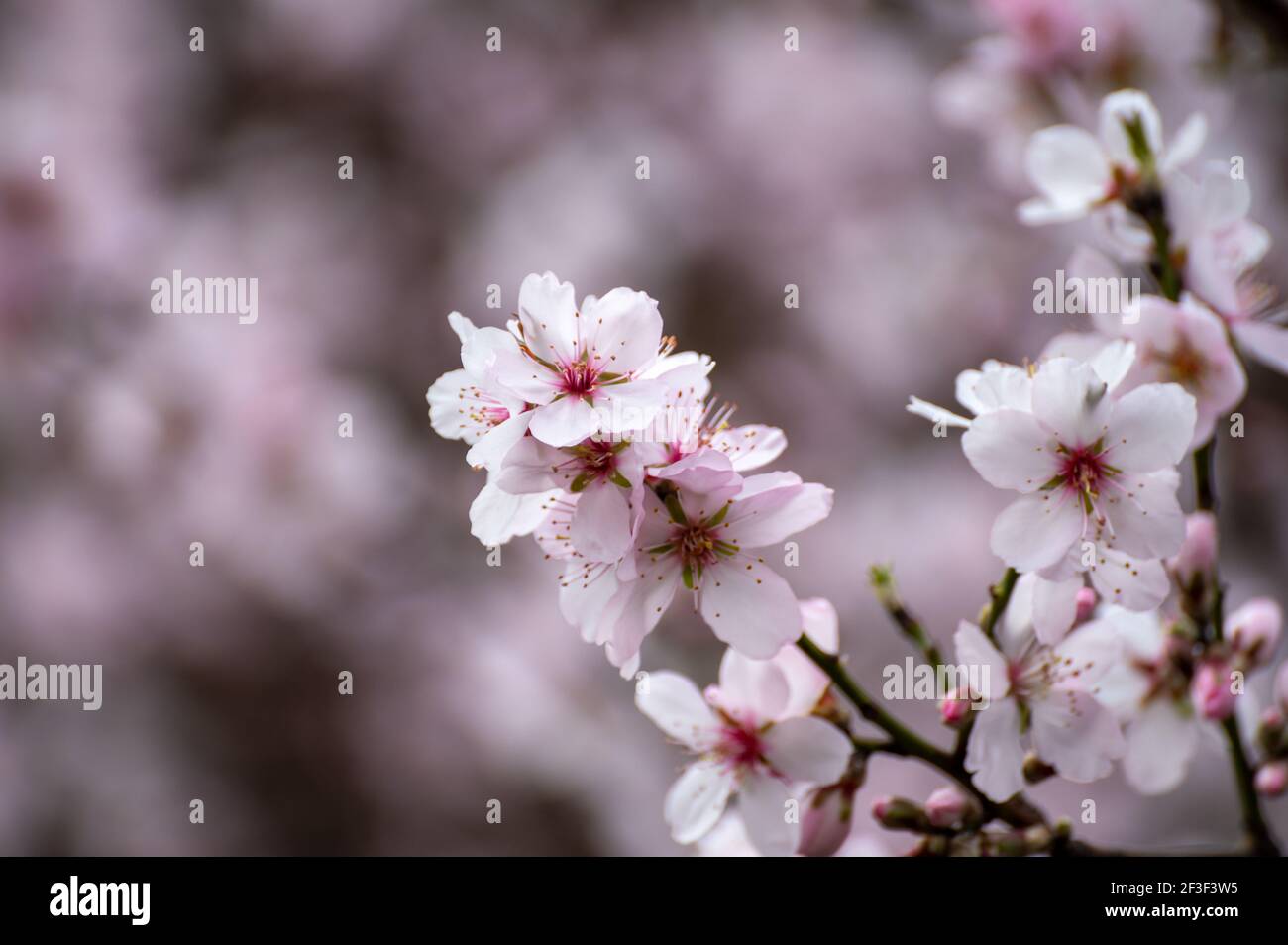 Spring blossom of pink sakura cherry tree in Japan Stock Photo - Alamy