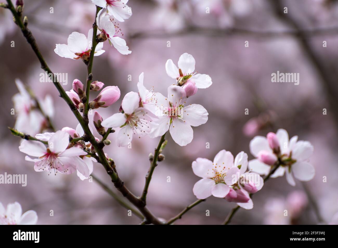Spring blossom of pink sakura cherry tree in Japan Stock Photo - Alamy