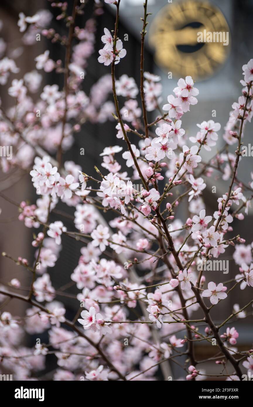 Spring blossom of pink sakura cherry tree in Japan Stock Photo - Alamy