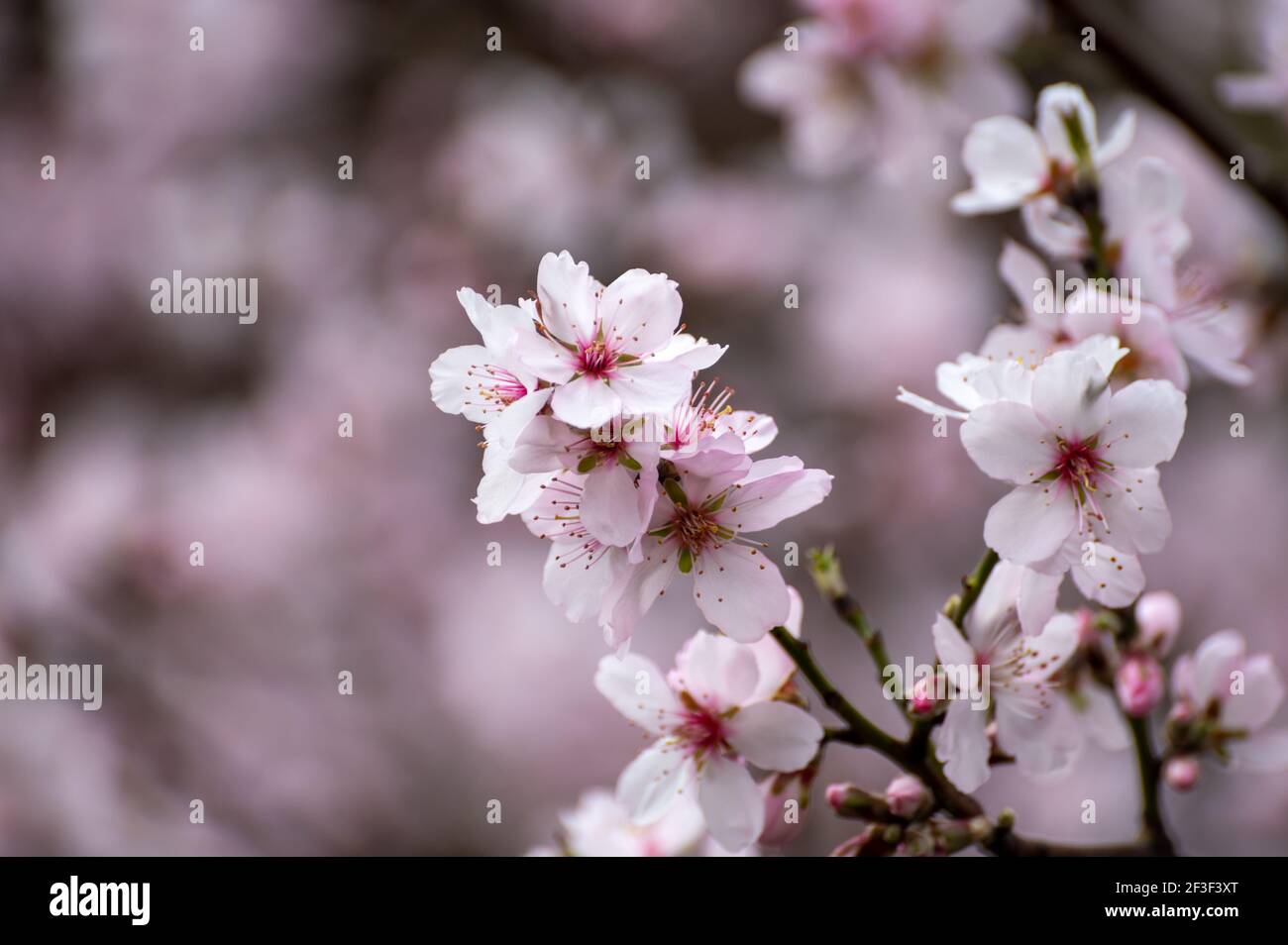 Spring blossom of pink sakura cherry tree in Japan Stock Photo - Alamy