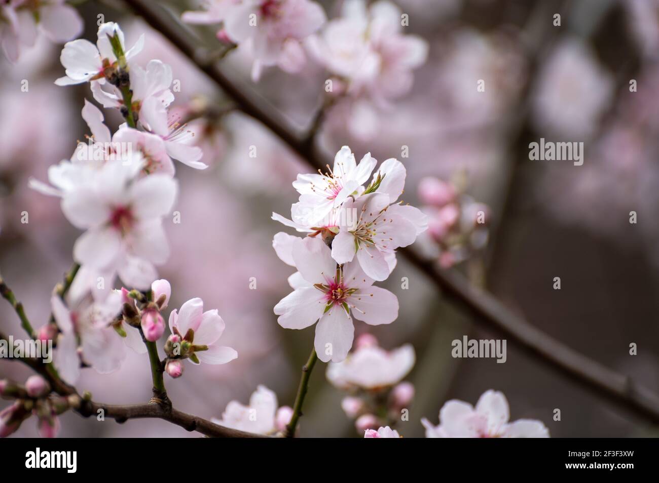 Spring blossom of pink sakura cherry tree in Japan Stock Photo - Alamy