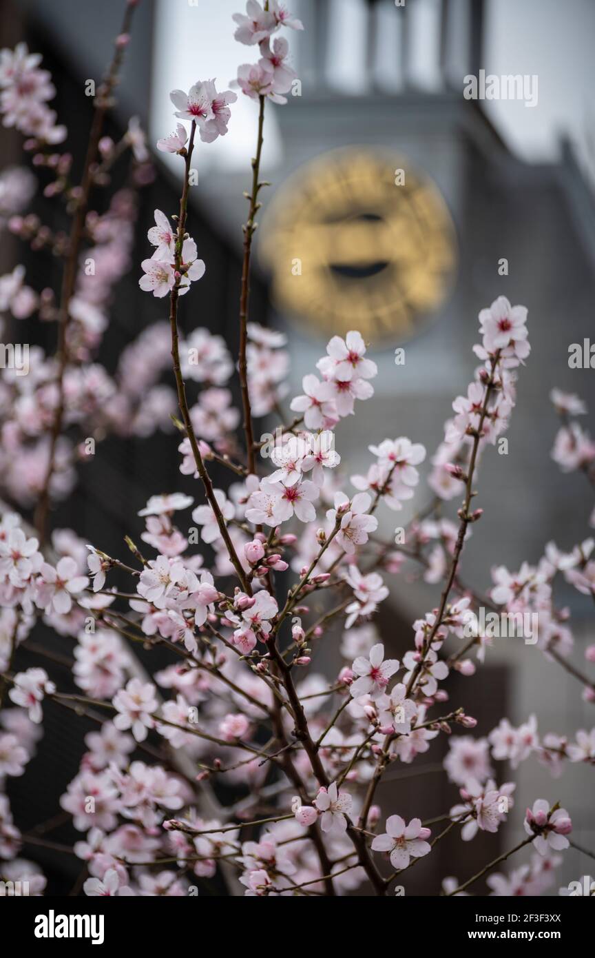 Spring blossom of pink sakura cherry tree in Japan Stock Photo - Alamy