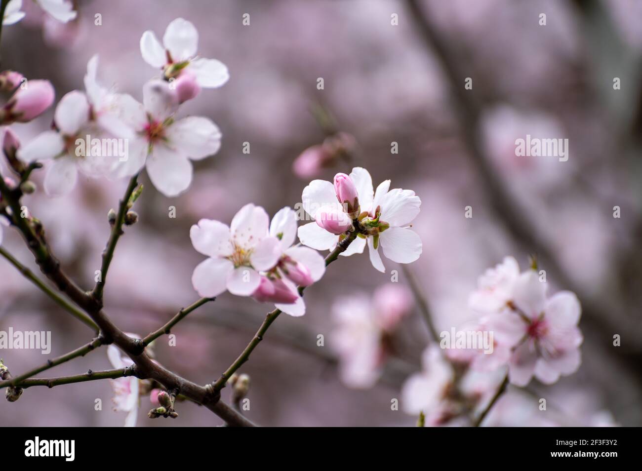 Spring blossom of pink sakura cherry tree in Japan Stock Photo - Alamy