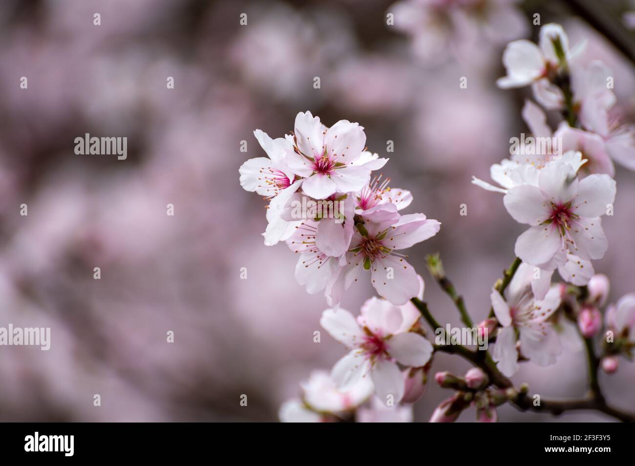 Spring blossom of pink sakura cherry tree in Japan Stock Photo - Alamy
