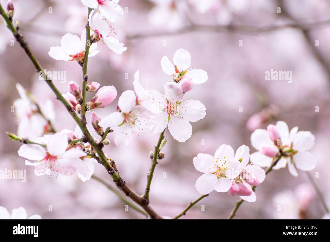 Spring blossom of pink sakura cherry tree in Japan Stock Photo - Alamy