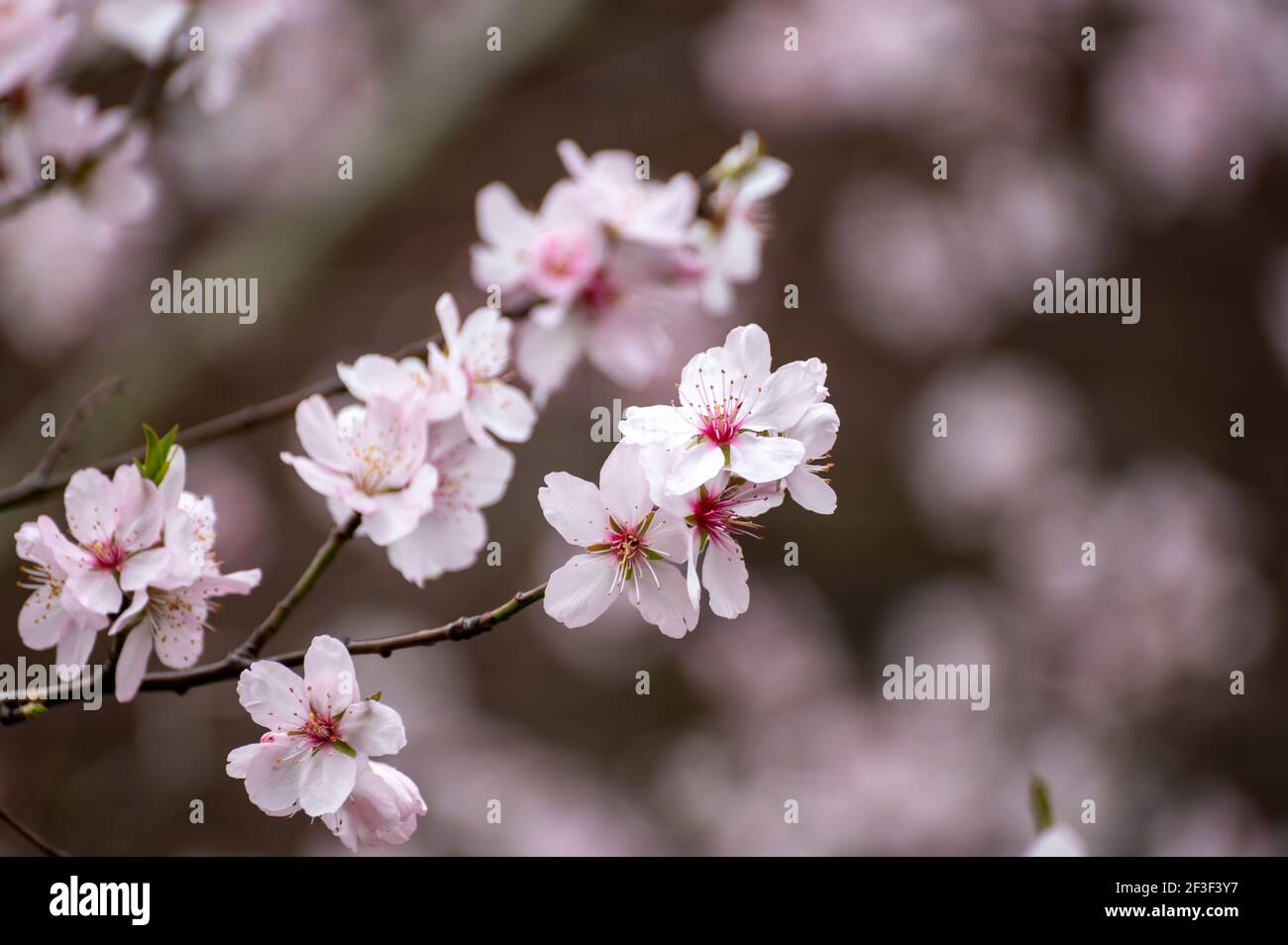 Spring blossom of pink sakura cherry tree in Japan Stock Photo - Alamy