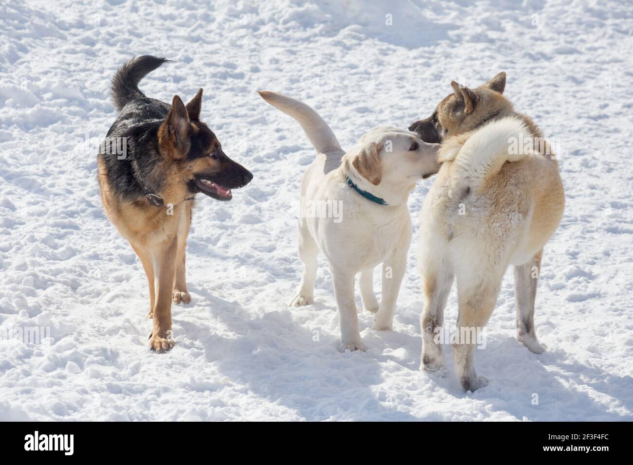 Labrador retriever puppy, german shepherd dog puppy and american akita puppy are staning on a white snow in the winter park. Pet animals. Purebred dog Stock Photo