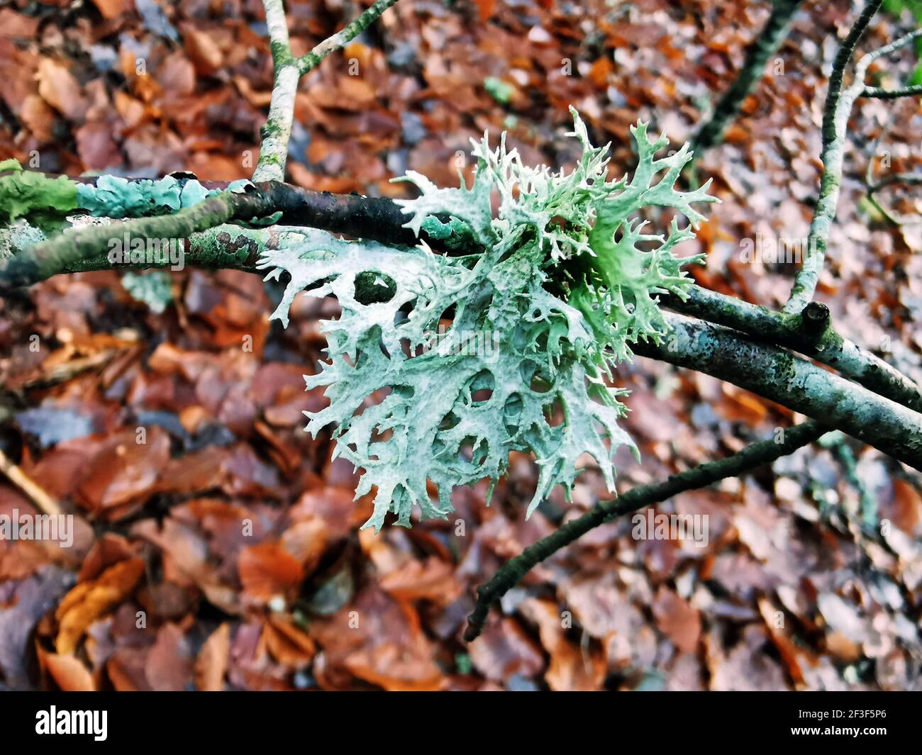A shot of Evernia prunastri lichens on tree branches on the brown autumn leaves background Stock Photo