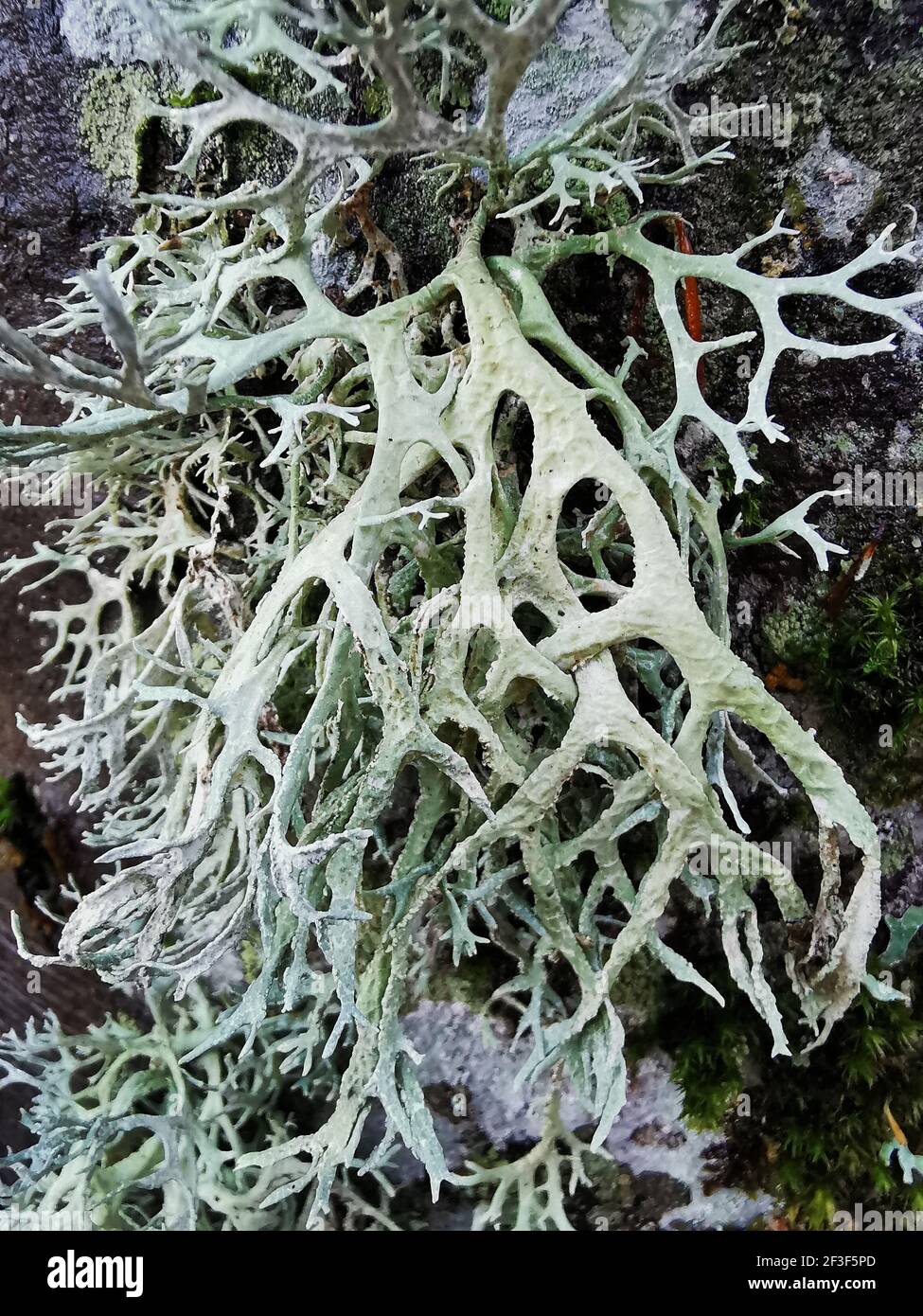 A vertical shot of oakmoss, a species of lichen Stock Photo
