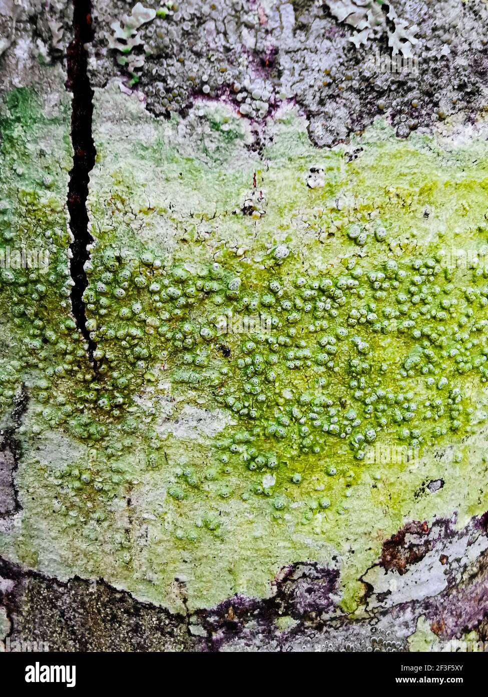 A closeup of wart lichens on the wood, Pertusaria warty crustose lichens Stock Photo