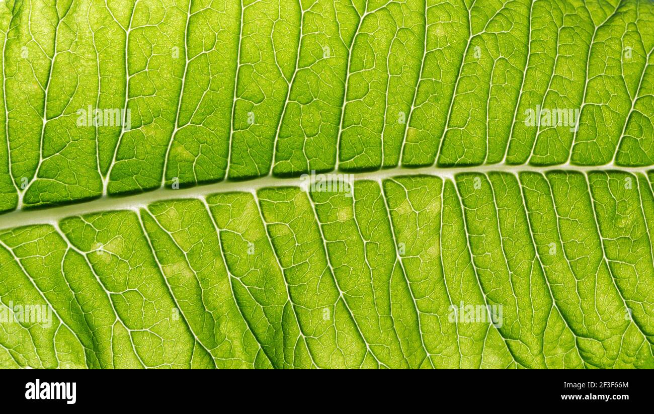 Nature background hi-res stock photography and images - Alamy