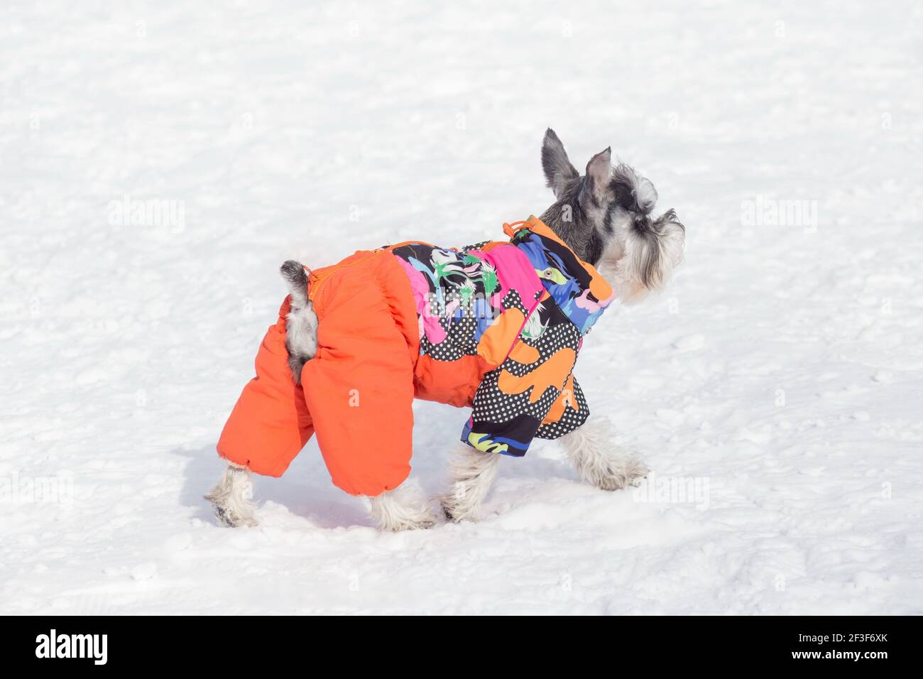 Cute miniature schnauzer puppy in beautiful pet clothing is walking on a  white snow in the winter park. Pet animals. Purebred dog Stock Photo - Alamy