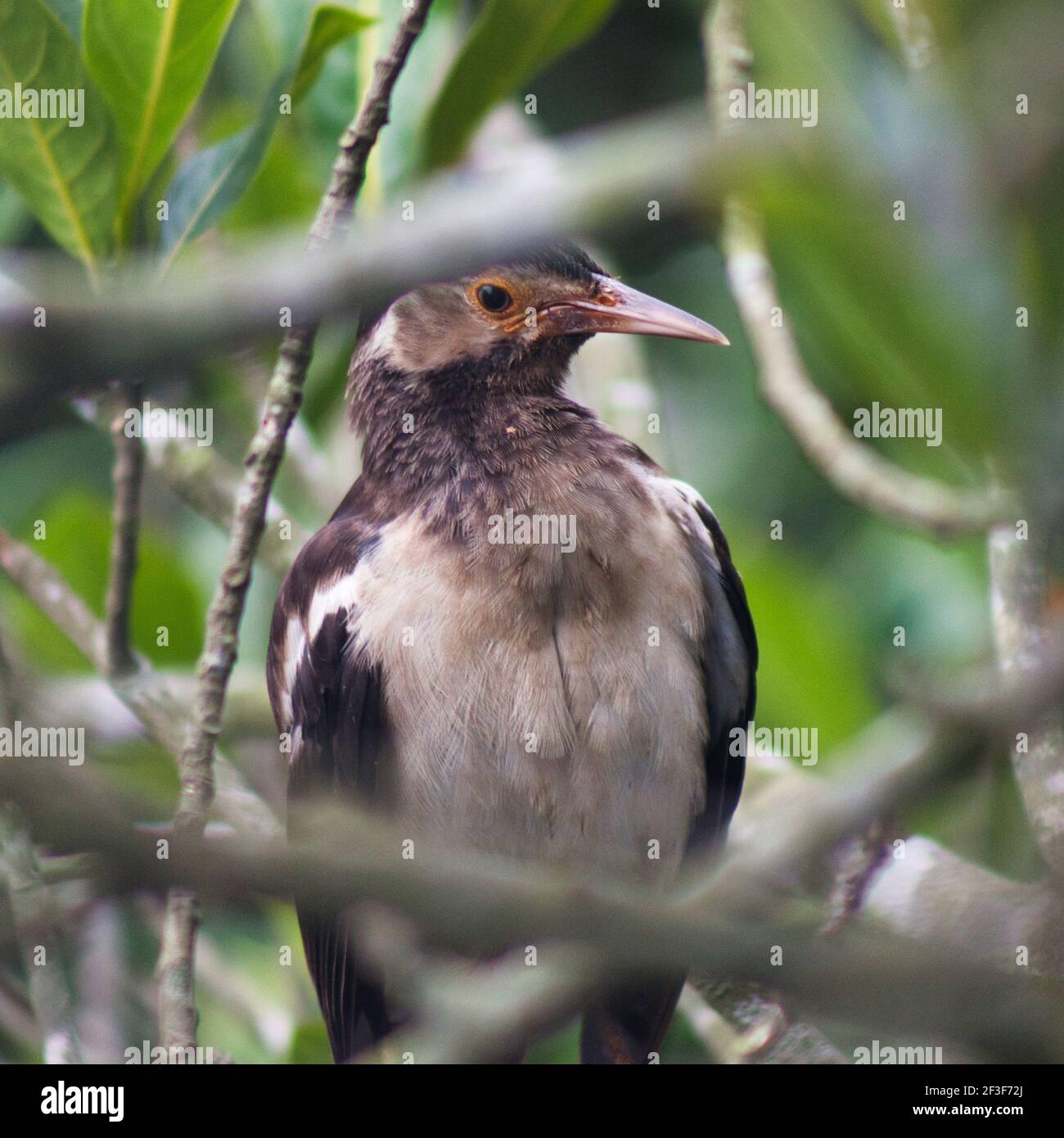 Confused bird hi-res stock photography and images - Alamy
