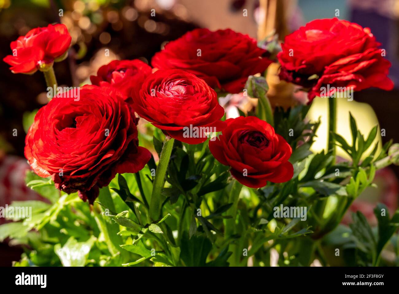 Red ranunculus flowers with bud and green plant stems, shallow depth of field, selective focus Stock Photo