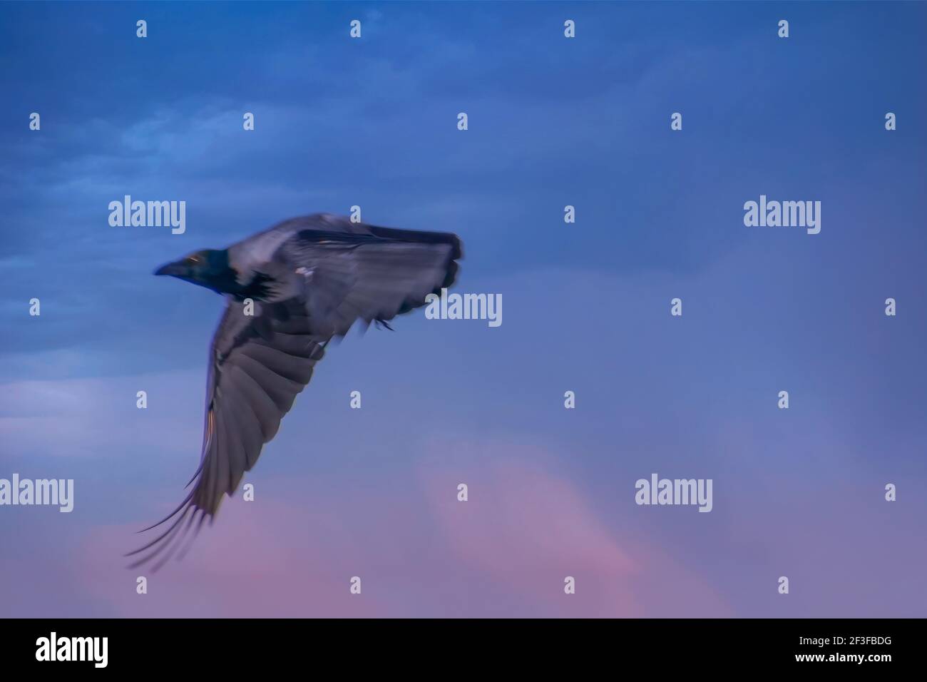 Birds - Common Raven Fying At Noon. Stock Photo