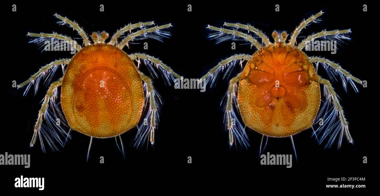 Arrenurus ornatus, water mite, dorsal and ventral views Stock Photo